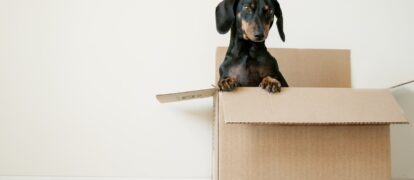 Essential Things Every Renter Should Do Before Moving