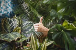 7 Best Indoor Plants That Thrive in Low Light