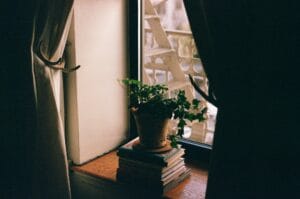 Before You Buy: 5 Must-Do Steps for a Healthy Houseplant