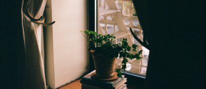 5 Things To Do Before Bringing Home Your New Houseplant