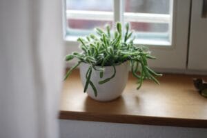 Creative Living Wall Ideas to Showcase Your Houseplants