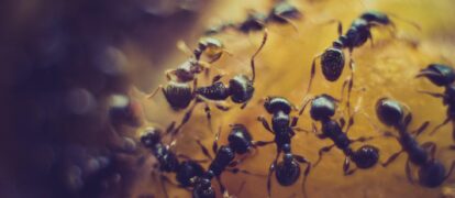 How To Prevent And Get Rid Of Ant Infestations In Your Home