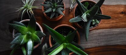 How To Know If Your Houseplants Aren’t Feeling Well