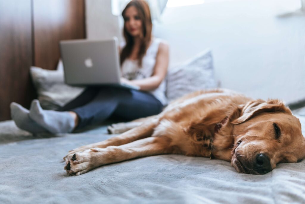 golden retriever dog resting next to owner