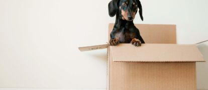 Things To Note When Looking For Pet-Friendly Apartments in Dallas