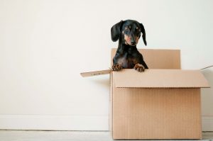 Things To Note When Looking For Pet-Friendly Apartments in Dallas