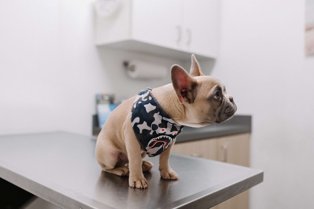 french bulldog on a countertop