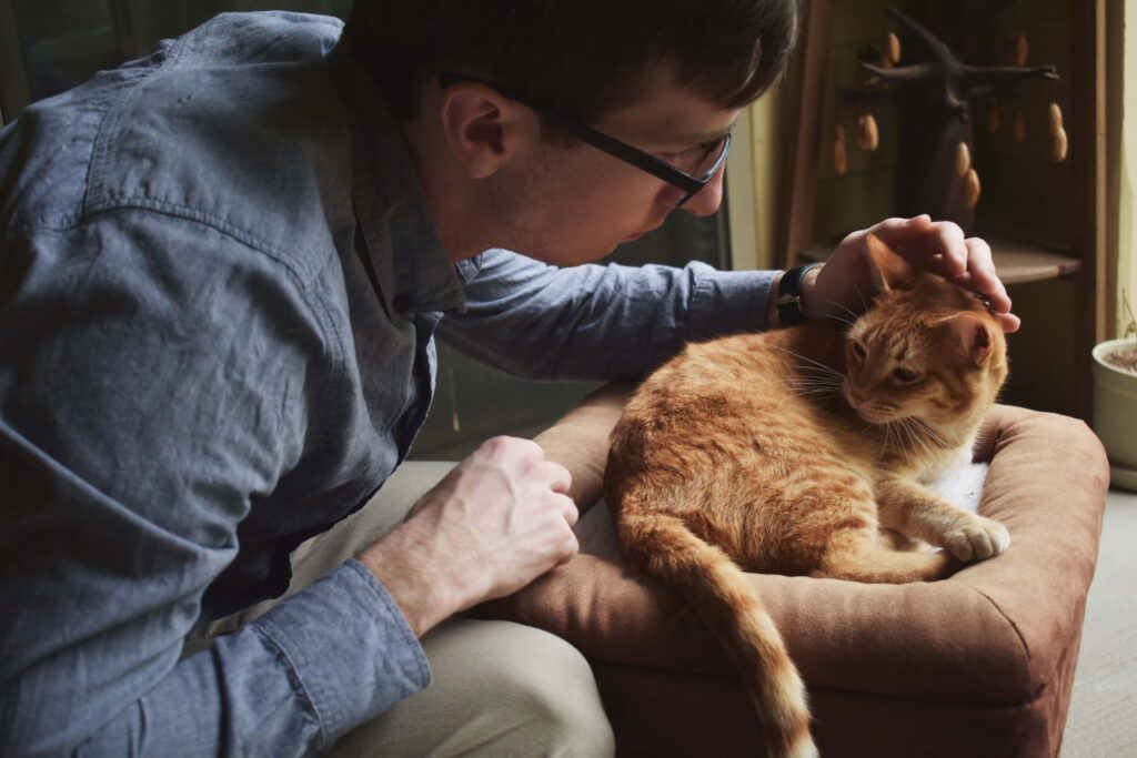 man petting his orange cat on a cat bed