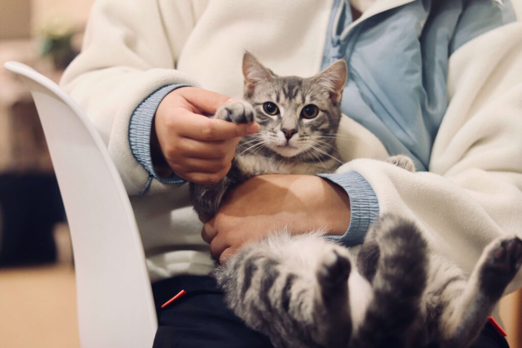 veterinarian holding up a cat's paw