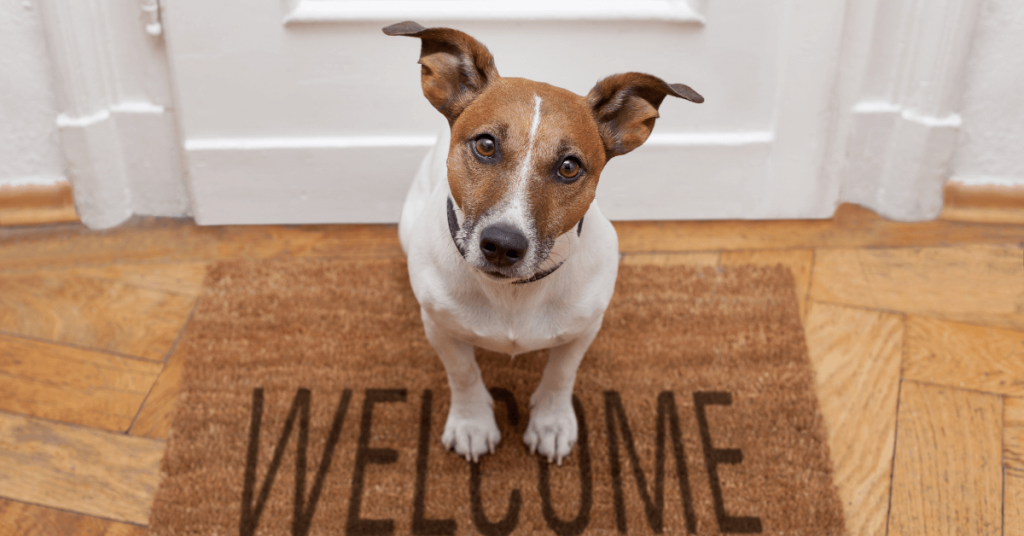 a houston apartment dog sits in a welcome rug